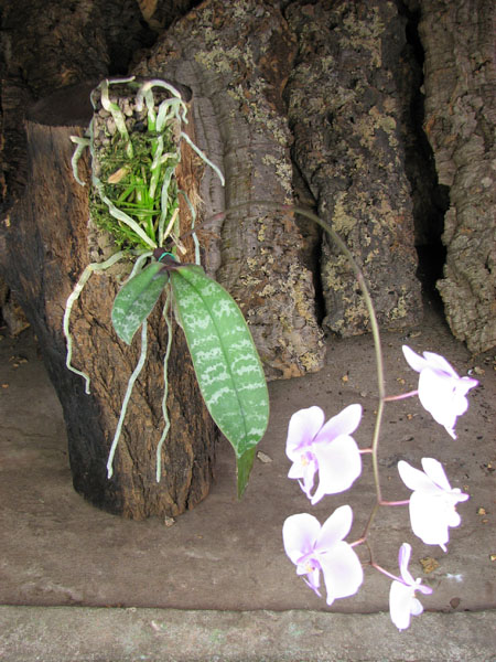 Phalaenopsis schilleriana.jpg