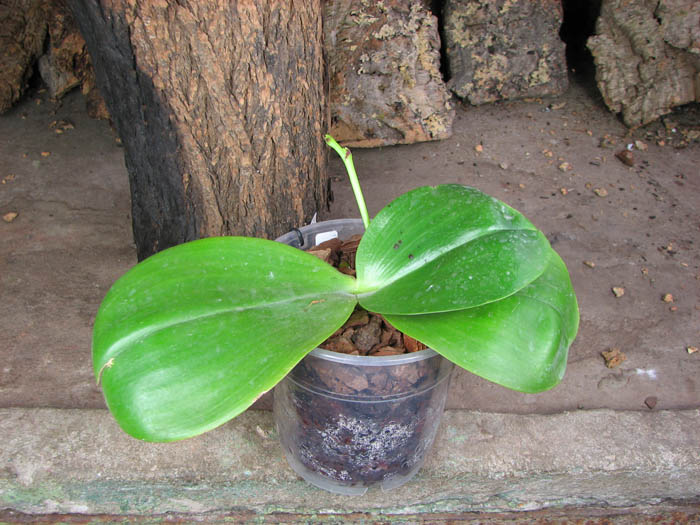 Phalaenopsis Mituo Sun 'Mituo #1' x Phalaenopsis Ld's Bear Queen.jpg