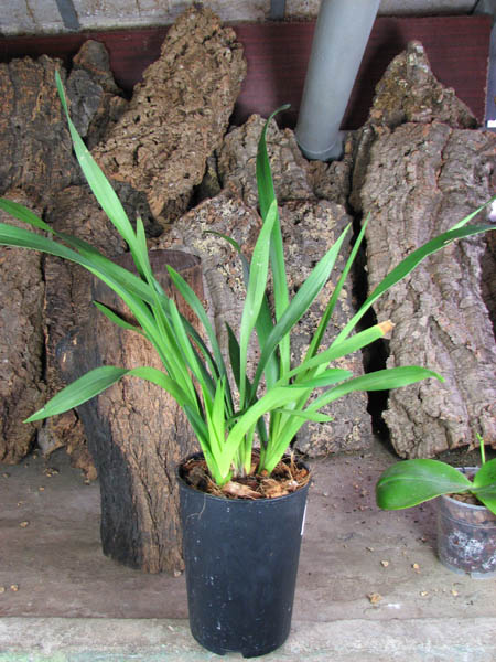 Cymbidium Kiwi Midnight.jpg