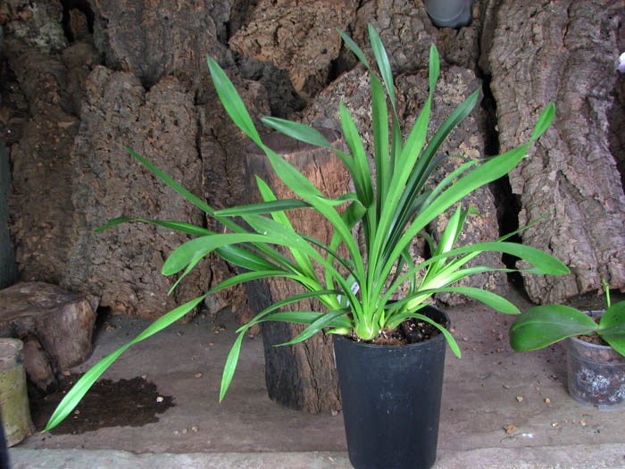 Cymbidium Sarah Jean 'Ice Cascade'.JPG