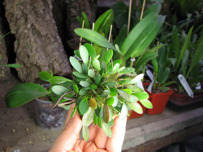 Pleurothallis pterophora.jpg