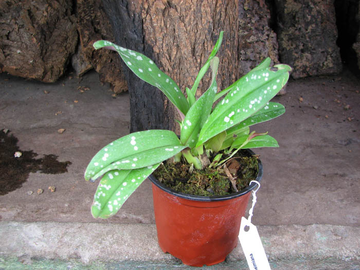 Maxillaria reichenheimiana.jpg