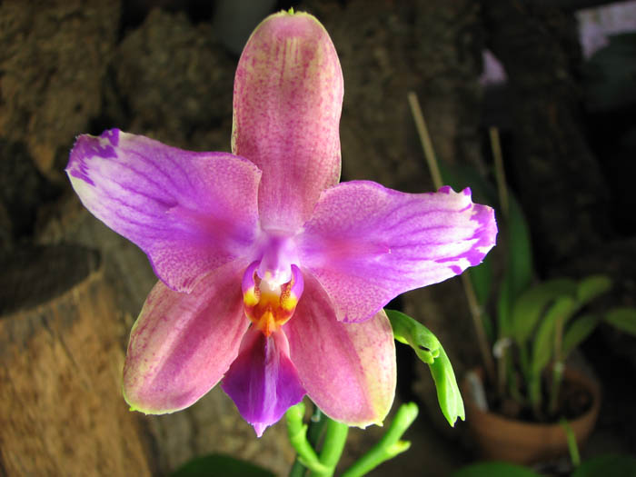 Phalaenopsis Liodoro (Phalaenopsis Deventeriana x Phalaenopsis violacea).jpg