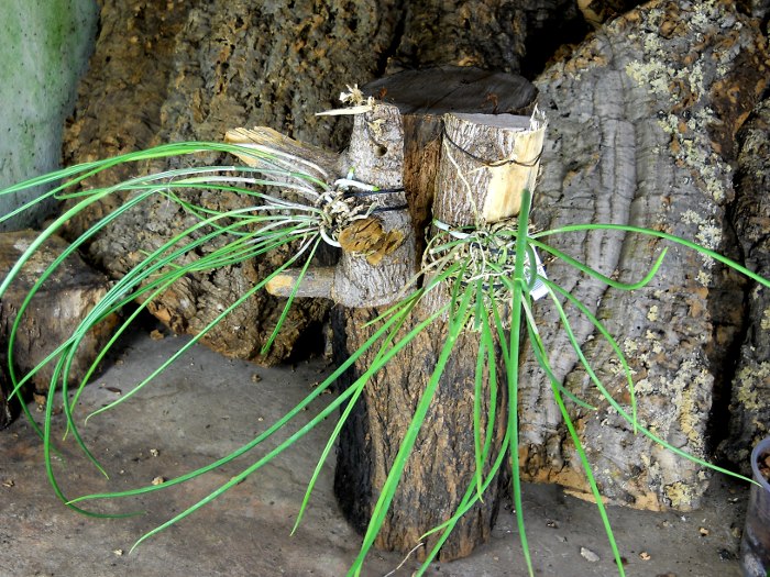 Brassavola cucullata.JPG