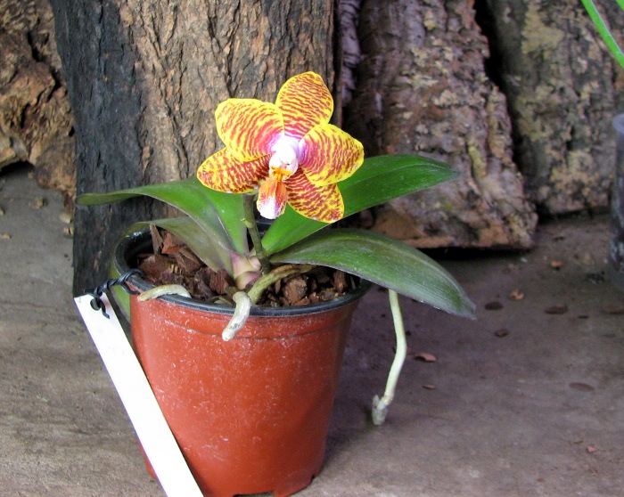 Phalaenopsis Sogo Lawrence x Phalaenopsis Kung's Red Cherry.JPG