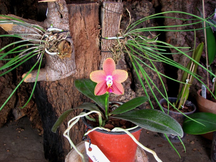 Phalaenopsis Sogo Lawrence x Phalaenopsis Kung's Red Cherry.JPG