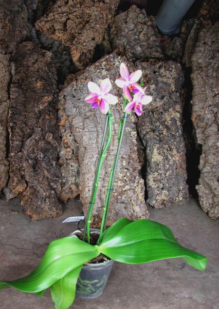 Phalaenopsis Liodoro (Phalaenopsis Deventeriana x Phalaenopsis violacea).JPG