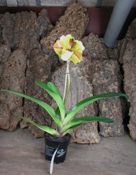 Paphiopedilum Lippewunder.JPG