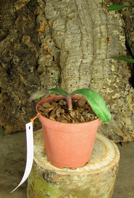 Renanthopsis Mildred Jameson 'Bonsall'.JPG