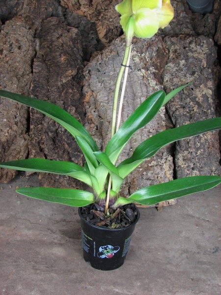 Paphiopedilum Lippewunder hybrid.JPG