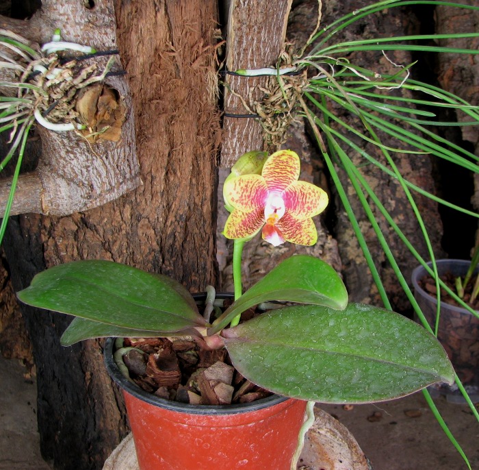 Phalaenopsis Sogo Lawrence x Phalaenopsis Kung's Red Cherry.JPG