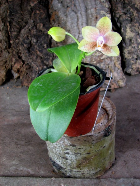 Doritaenopsis Sogo Sweet 'Sogo' x Phalaenopsis Joy Spring Canary 'Japan Peach'.JPG
