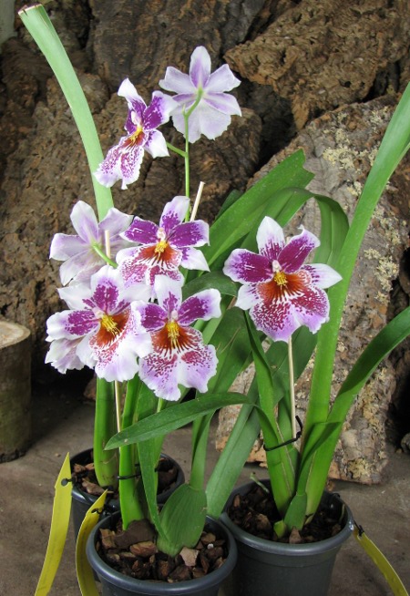 Odontonia Memoria Martin Orenstein 'Lulu'.JPG