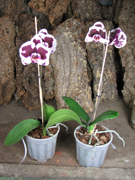 Doritaenopsis Chian Xen Pearl x Lianher Glory.jpg