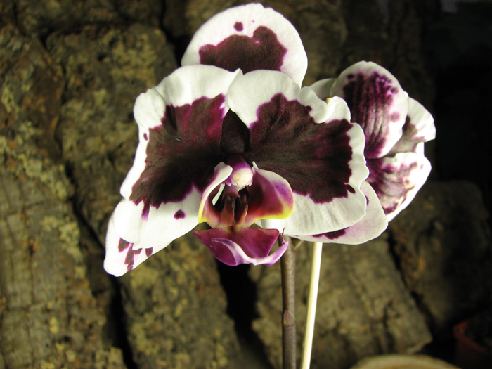 Doritaenopsis Chian Xen Pearl x Lianher Glory.jpg