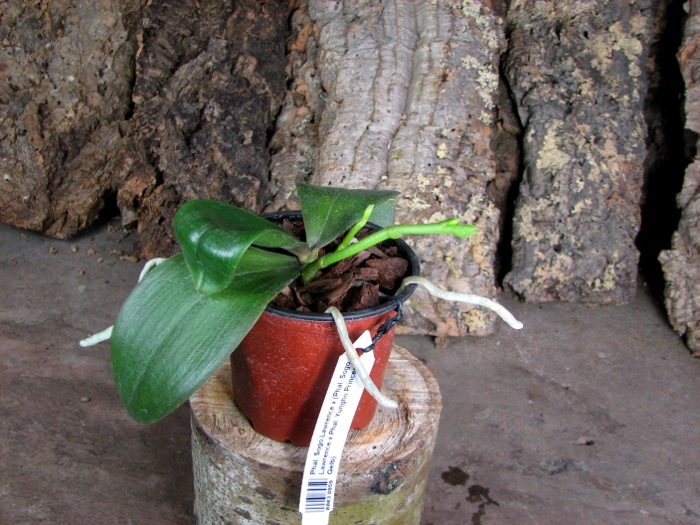 Phalaenopsis Sogo Lawrence x (Phalaenopsis Sogo Lawrence x Phalaenopsis Yungho Princess Gelb).JPG