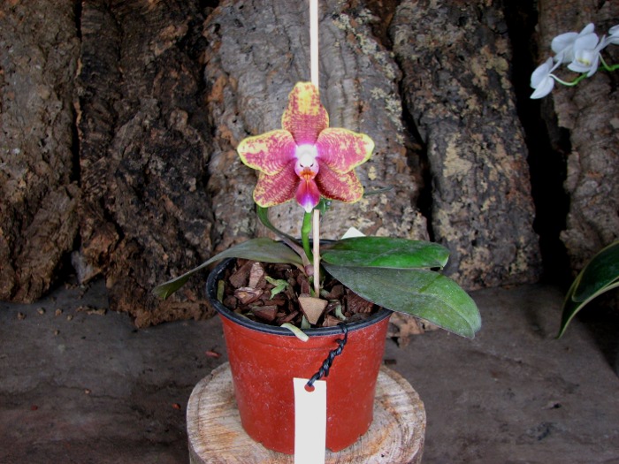 Phalaenopsis Sogo Lawrence x Phalaenopsis Kung's Red Cherry.JPG