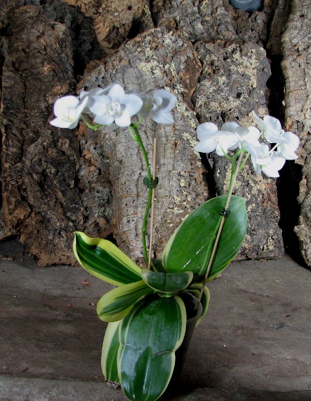 Phalaenopsis amabilis 'ORCHIS'.JPG