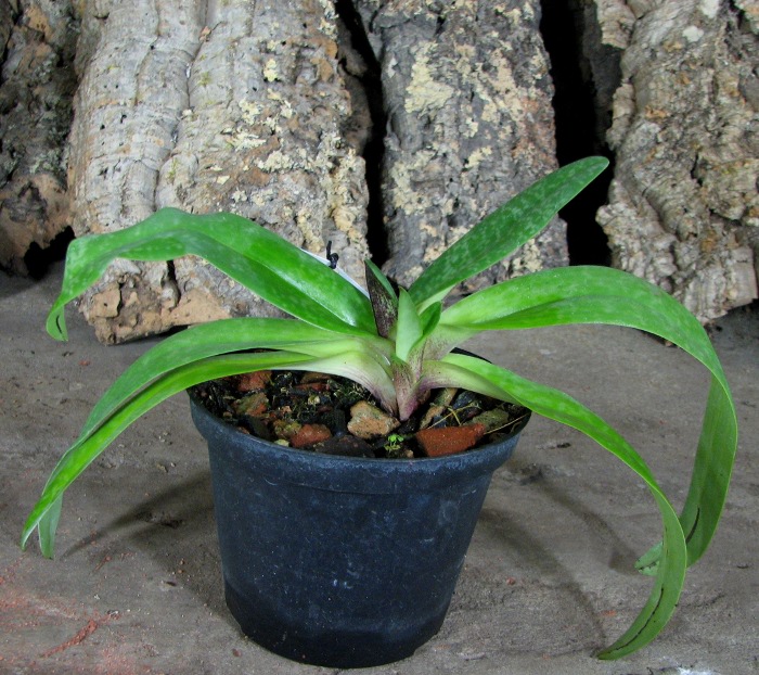 Paphiopedilum Pinocchio x godefroyae var. album.JPG