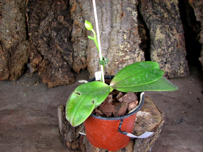 Phalaenopsis Sogo Lawrence x (Phalaenopsis Sogo Lawrence x Phalaenopsis Yungho Princess Gelb).JPG