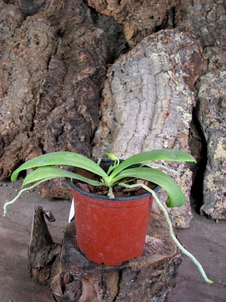 Phalaenopsis violacea.JPG