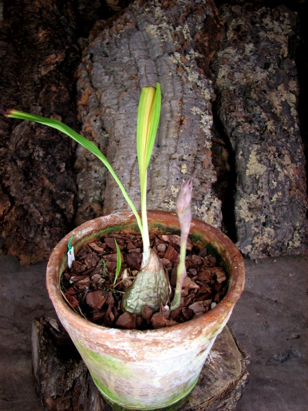 Ipsea thailandica.JPG