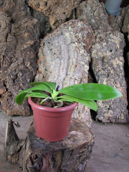 Phalaenopsis corningiana x Phalaenopsis Coral Isles.JPG