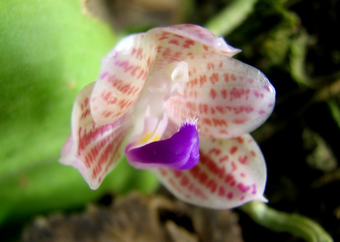 Phalaenopsis javanica.JPG