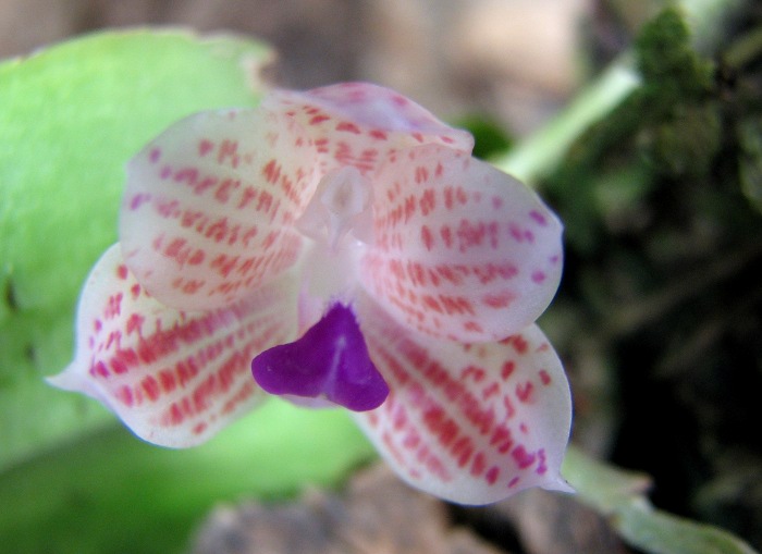 Phalaenopsis javanica.JPG