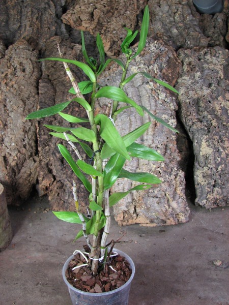 Dendrobium Dawn Marie.JPG