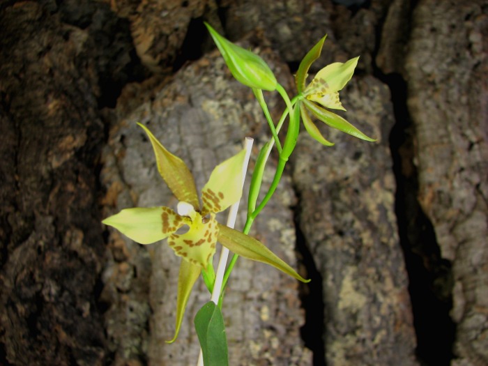 Rhynchostele maculatum.JPG