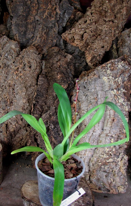 Vuylstekeara Yokara 'Perfection' x Oncidium leucochillum.JPG