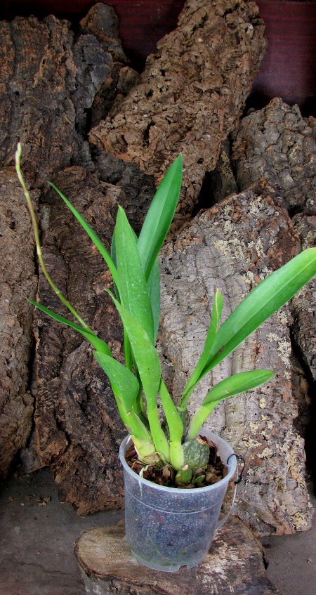 Zelglossoda Calico Gem 'Green Valley #1'.JPG