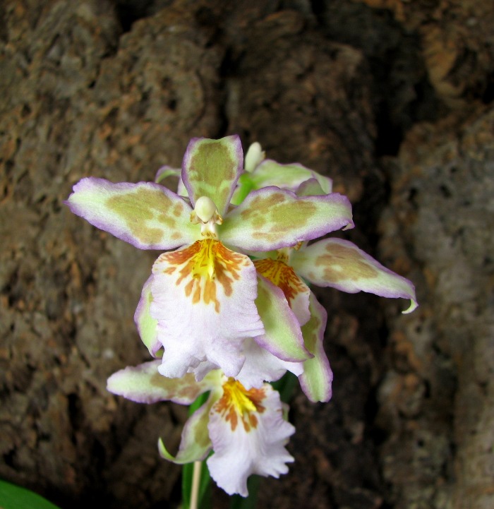 Beallara Tropic Tom 'Pale Face'.JPG