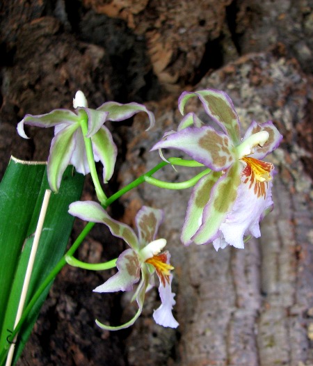 Beallara Tropic Tom 'Pale Face'.JPG