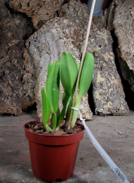 Cattleya mossiae concolor x SELF.JPG