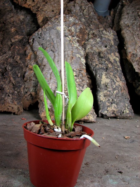 Cattleya mossiae concolor x SELF.JPG