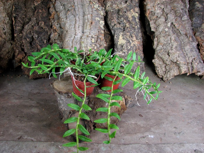 Dendrobium loddigesii.JPG