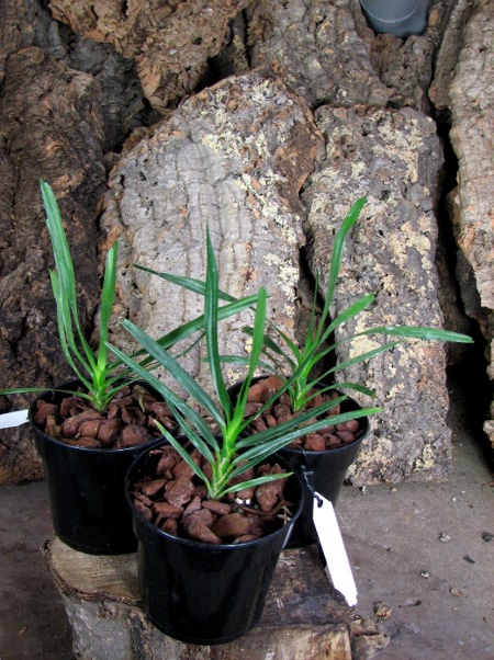 Angraecum viguieri.JPG