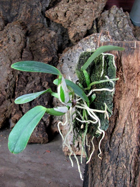 Cattleya walkeriana alba x coerulea.JPG