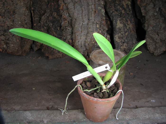 Cattleya trianae coerulea (36-8) x Cattleya lueddemanniana coerulea 'Pedra Azul'.jpg