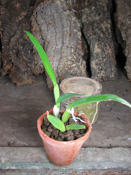 Cattleya trianae trilabelo 'AWZ' x Cattleya trianae aquinada 'AWZ'.jpg