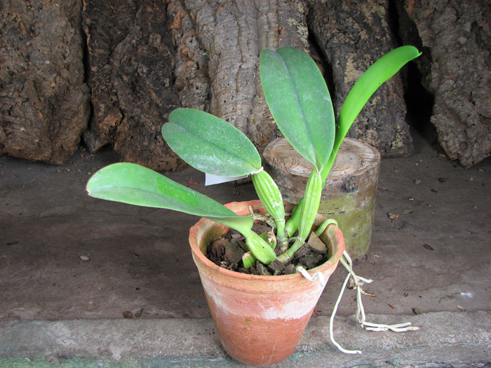 Cattleya warneri semi alba 'Alto Sapucaia' x Cattleya warneri semi alba 'Guindani'.jpg