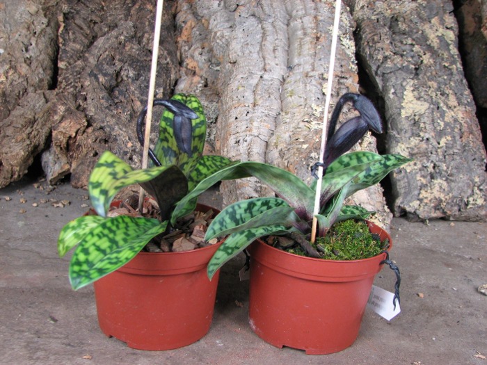 Paphiopedilum Maudiae Vinicolor 'Schwarze Madonna'.JPG