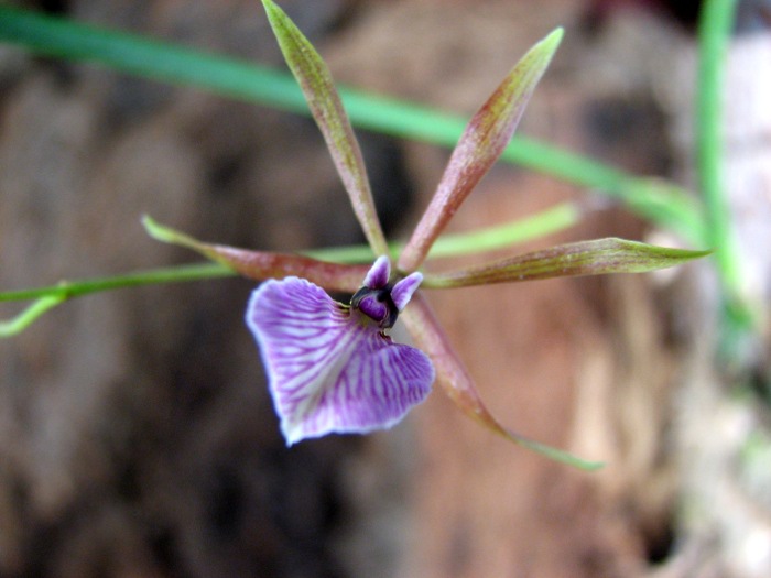 Encyclia bractescens.JPG