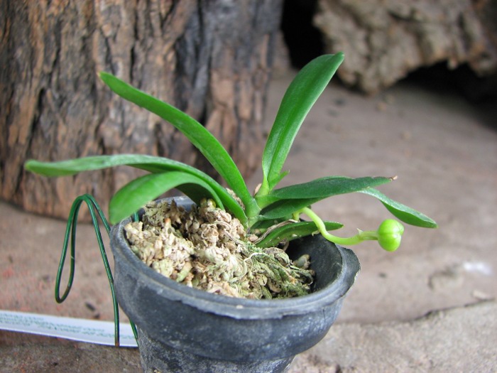 Haraella retrocalla.JPG