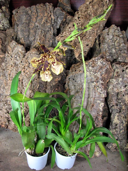 Degamoara Flying High 'Hawaii'.JPG