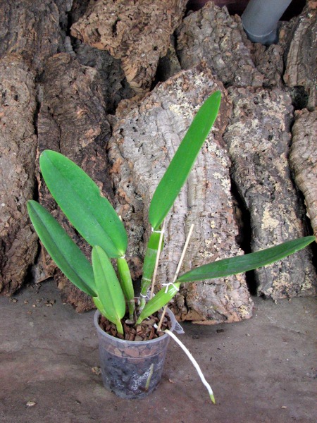 Cattleya warneri tipo 'Maravilha' (escura) x Cattleya warneri integra-orlata 'AWZ'.JPG