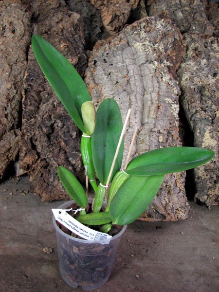 Cattleya warneri integra escura 'AWZ' x Cattleya warneri flameada.JPG