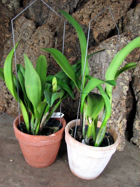 Potinara Haw Yuan Gold 'YC#2' (Pot. Lemon Tree x Blc. Tassie Barbero).JPG